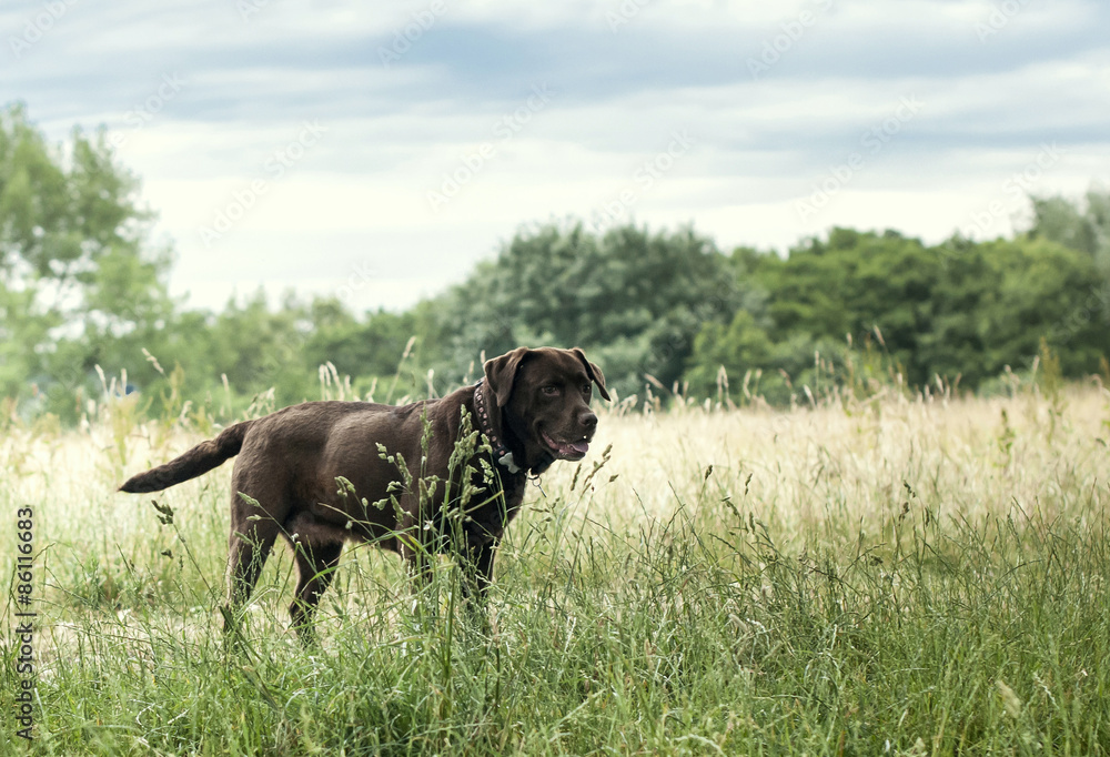 chocolate Labrador in the summer meadow