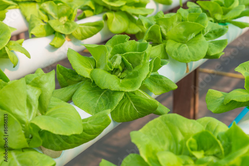 Organic hydroponic vegetable cultivation farm