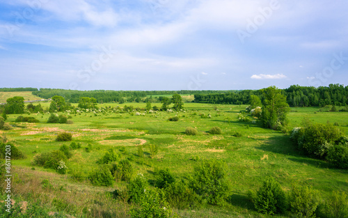 Fototapeta Naklejka Na Ścianę i Meble -  Summer landscape.