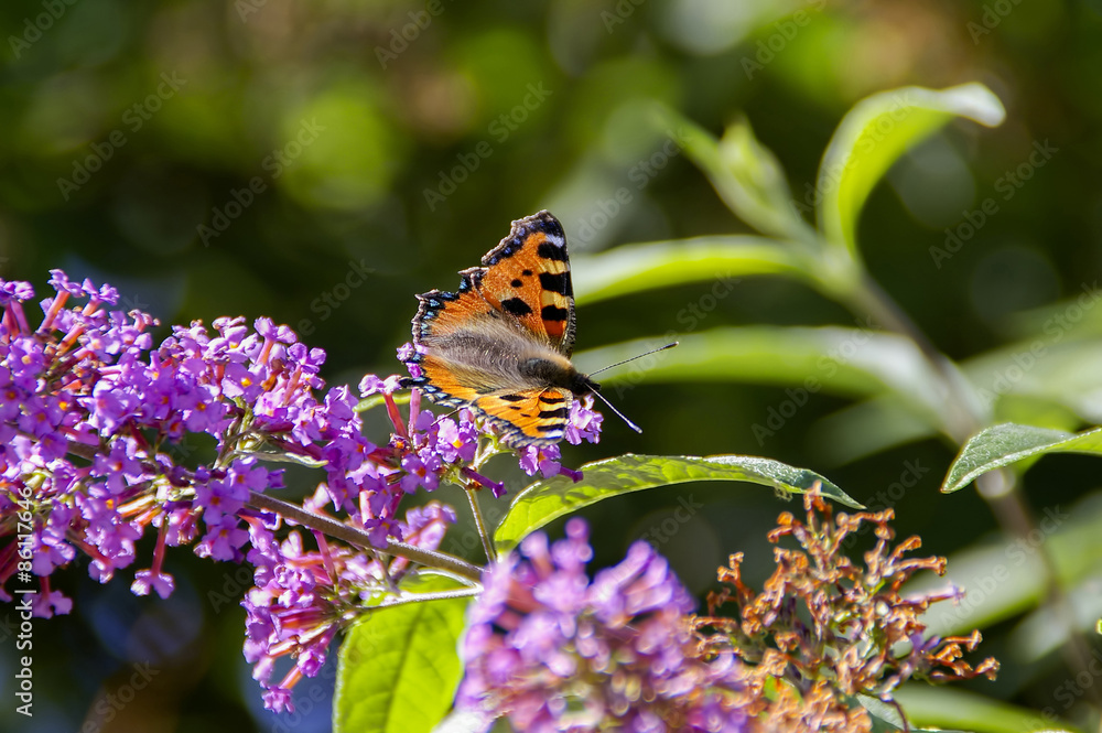 Tortoisehell Butterfly Tortoisehell Butterfly