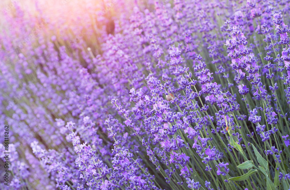 Fototapeta premium Lavender field.