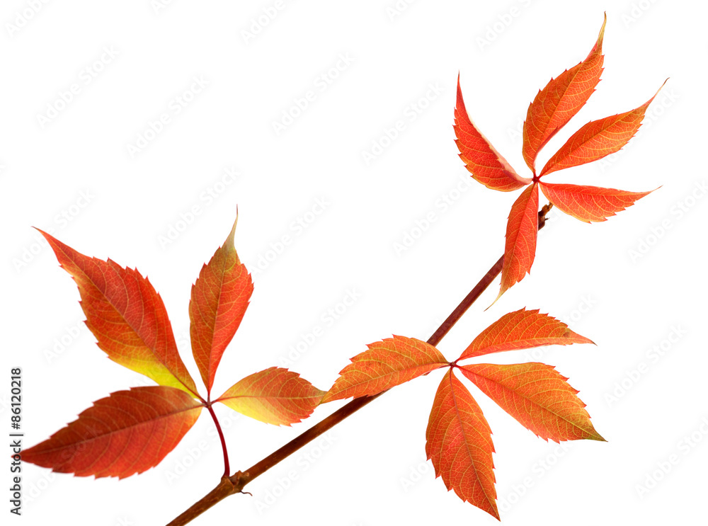 Orange autumnal twig of grapes leaves (Parthenocissus quinquefol Orange autumnal twig of grapes leaves (Parthenocissus quinquefol