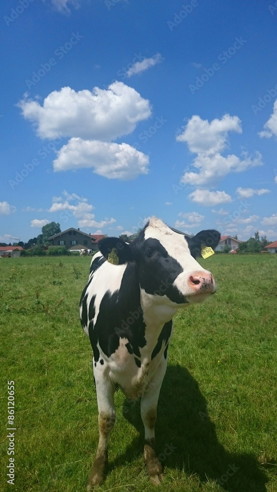 Milchkühe Milchkühe