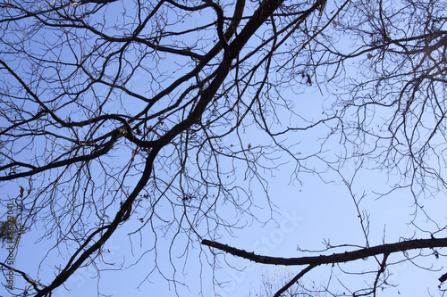 Closeup of Leafless Autumn Tree Against Blue Sky
