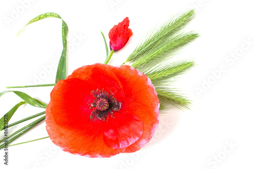 Bright red poppy with herbs