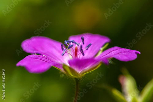 Fototapeta Naklejka Na Ścianę i Meble -  Macro photo of wild geranium sanguineum (bloody crane's-bill or bloody geranium) flower.