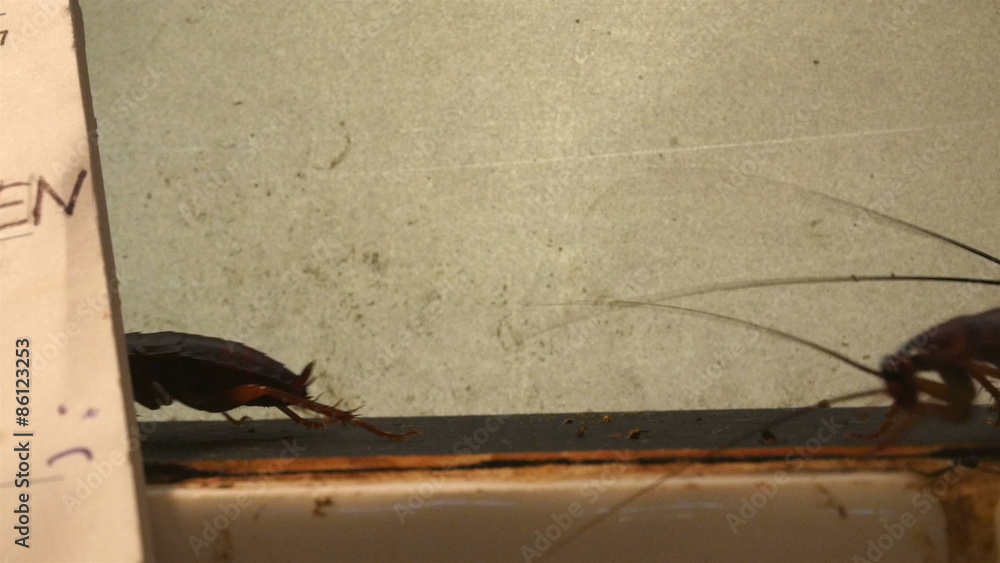 Three dirty cockroaches crawling on the wall. Cockroaches are insects