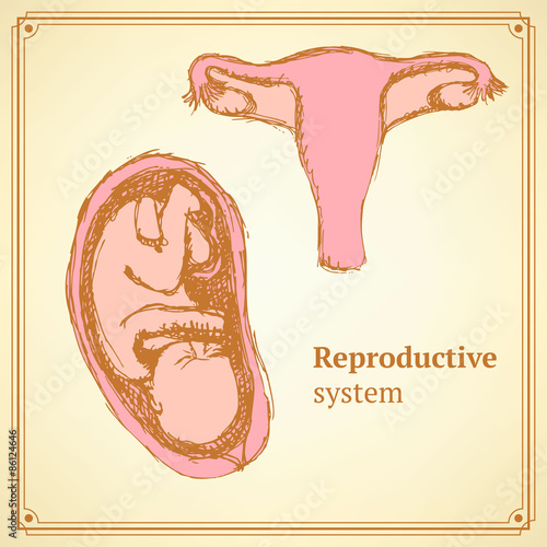 Sketch reproductive system  in vintage style