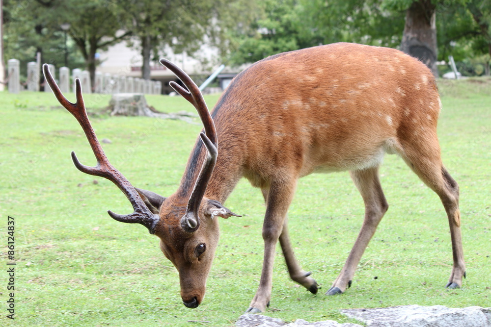 奈良公園 お辞儀する鹿 Stock 写真 Adobe Stock