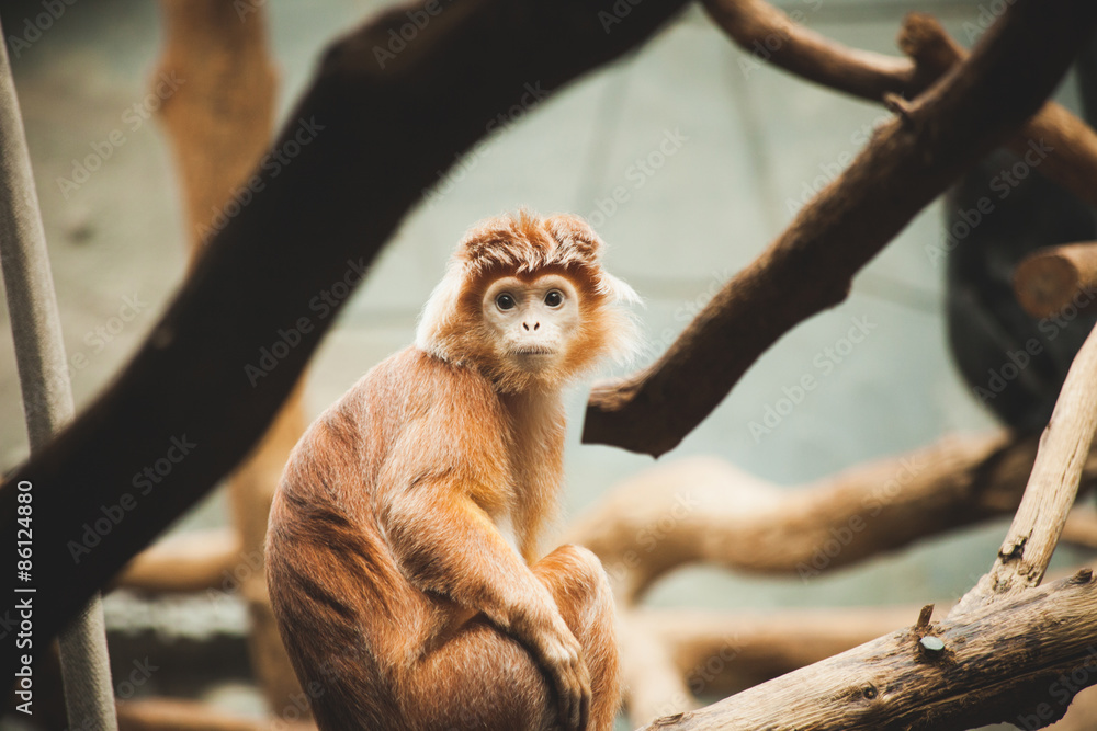 Fototapeta premium monkey