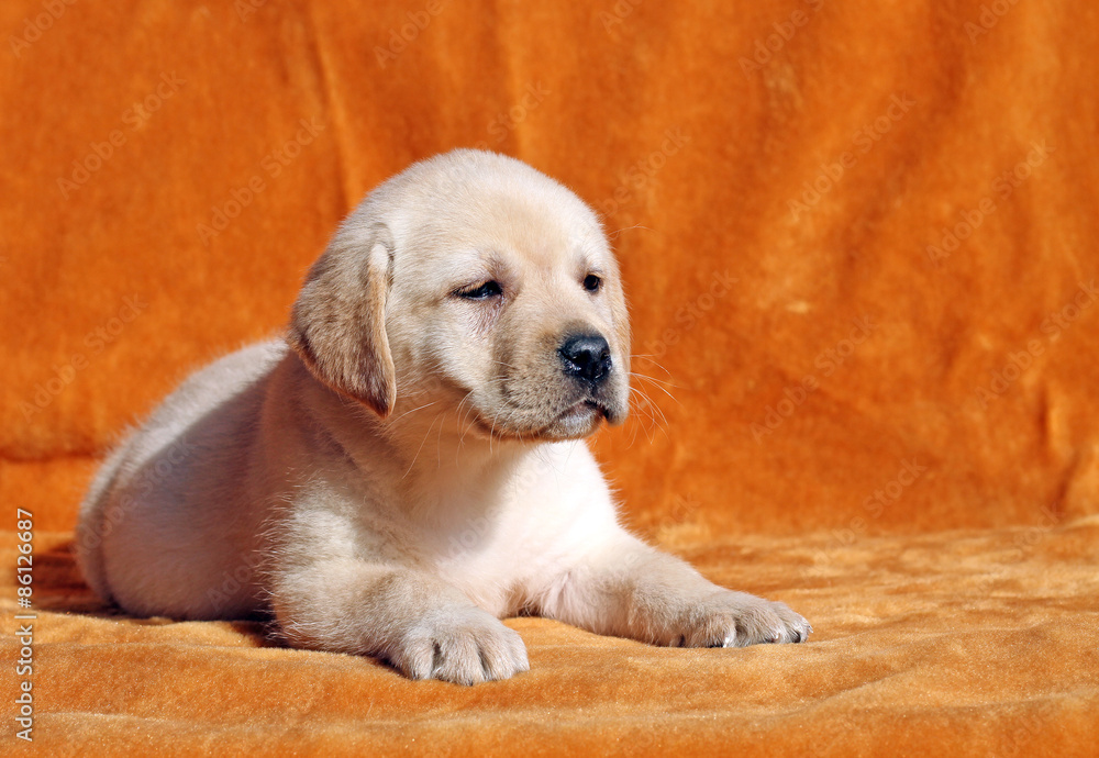 nice yellow labrador puppy on orange background