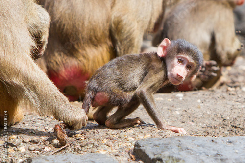 Female baboon with a young baboon © michaklootwijk