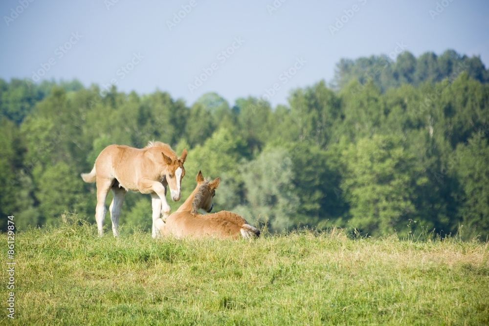 Foals on a pasture Foals on a pasture