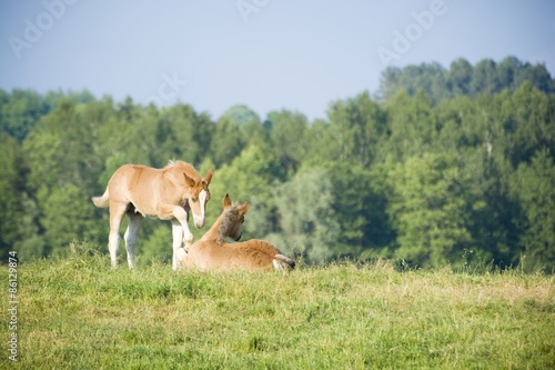 Fototapeta Naklejka Na Ścianę i Meble -  Foals on a pasture