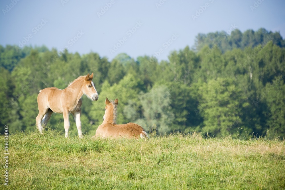 Foals on a pasture
