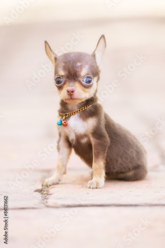 Chihuahua puppy, 2 months old soft focus