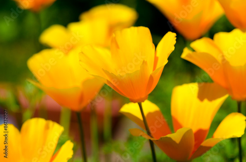 Fototapeta Naklejka Na Ścianę i Meble -  Goldmohn (escholzia californica) 