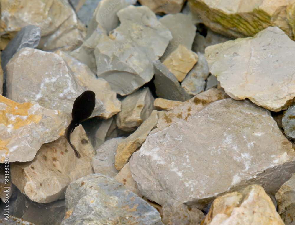 Black tadpole in the pond with rocks in the mountains Black tadpole in the pond with rocks in the mountains