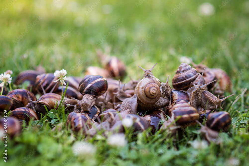 Snails Snails