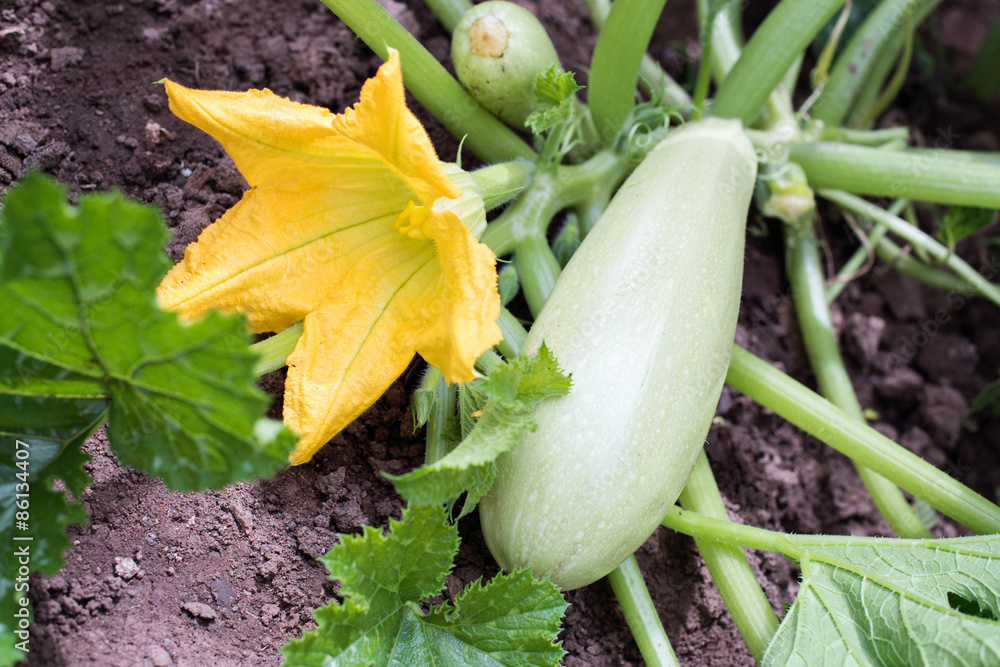 Obraz premium Zucchini plant