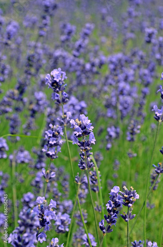 lavender flowers