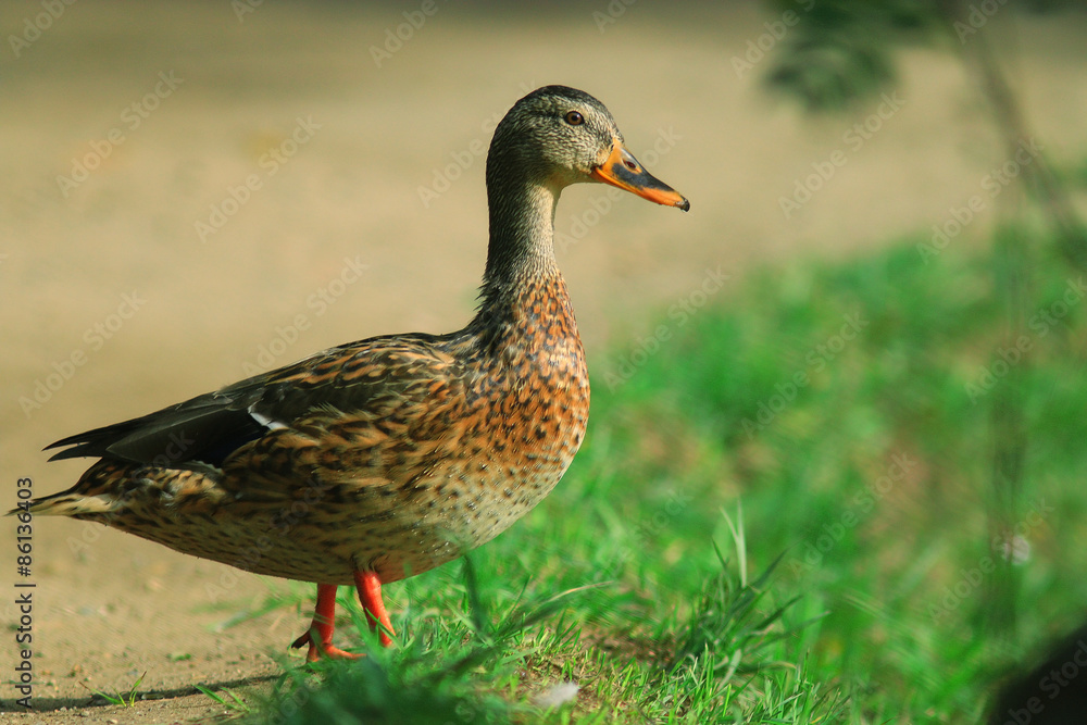 ducks in a city park ducks in a city park