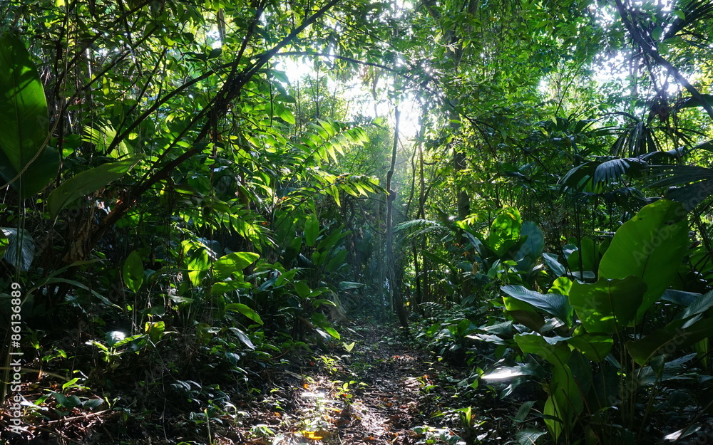 Obraz premium Ścieżka w dżungli Kostaryki