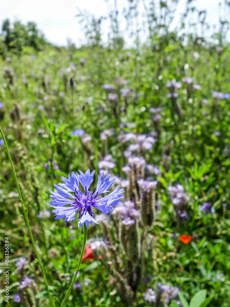 Wiesenblumen Wiesenblumen