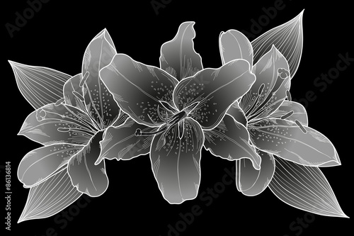 Fototapeta Naklejka Na Ścianę i Meble -  beautiful bouquet of lilies. Black, white and gray.