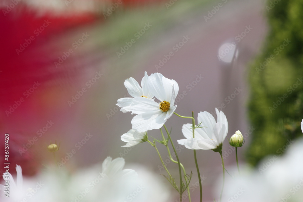 Fototapeta premium コスモス