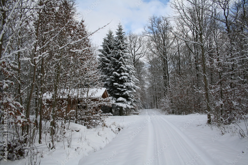 Winter Forest / Winter in the woods. Snowy forest in winter. Winter Forest / Winter in the woods. Snowy forest in winter.