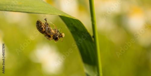 Pszczoła w sieci