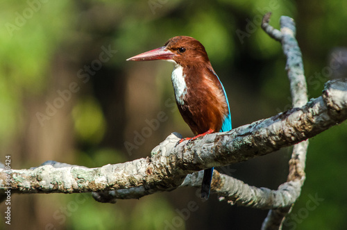 White throated Kingfisher