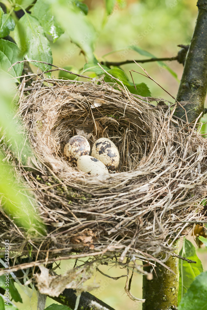 Vogelnest mit Eiern Vogelnest mit Eiern