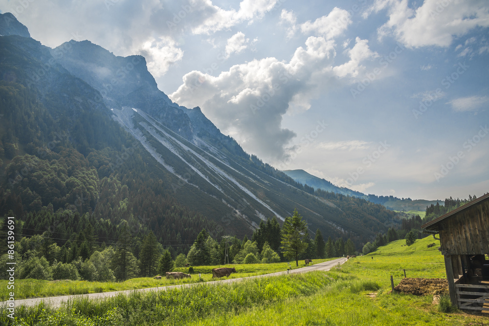 paysage alpin avec vaches et route
