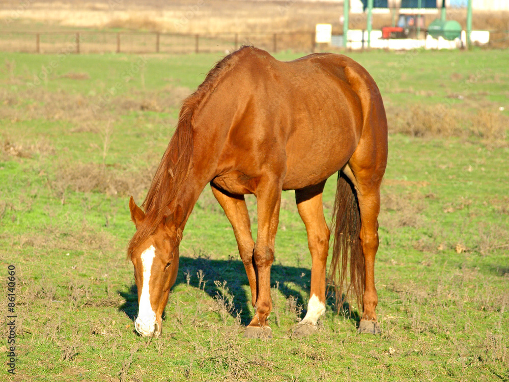 Fototapeta premium Brown horse on green grass.
