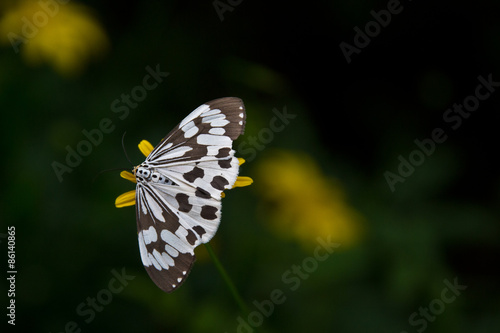 black and white butterfly