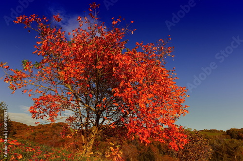 magnificent tree red