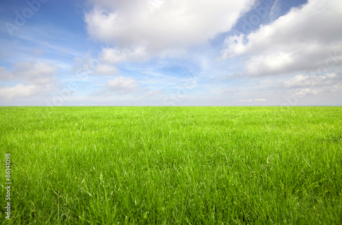 Green grass field with bright blue sky