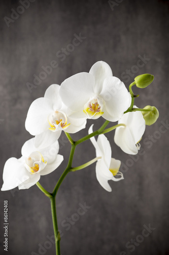 Fototapeta Naklejka Na Ścianę i Meble -  White orchid on the grey background.