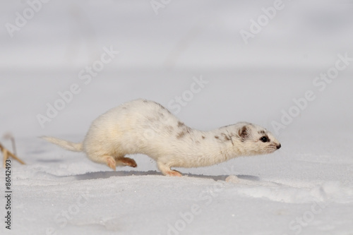 Wallpaper Mural Winter Least Weasel running in the snow Torontodigital.ca