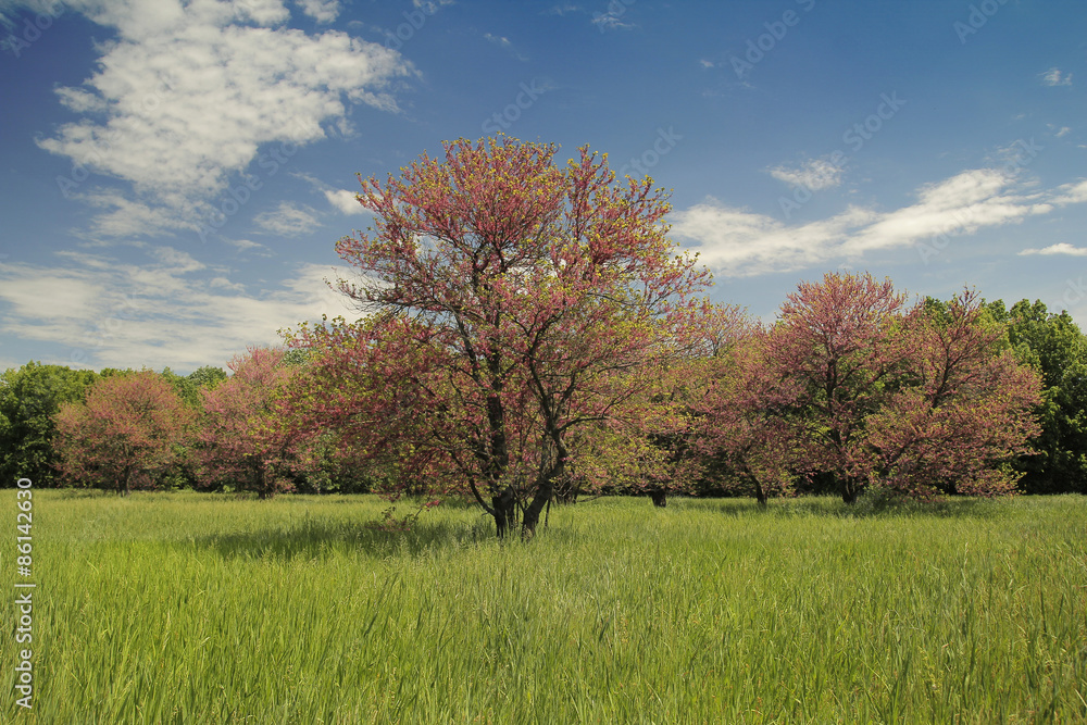 Obraz premium Cercis siliquastrum