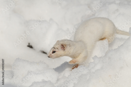 Winter Least Weasel running in snowdrift