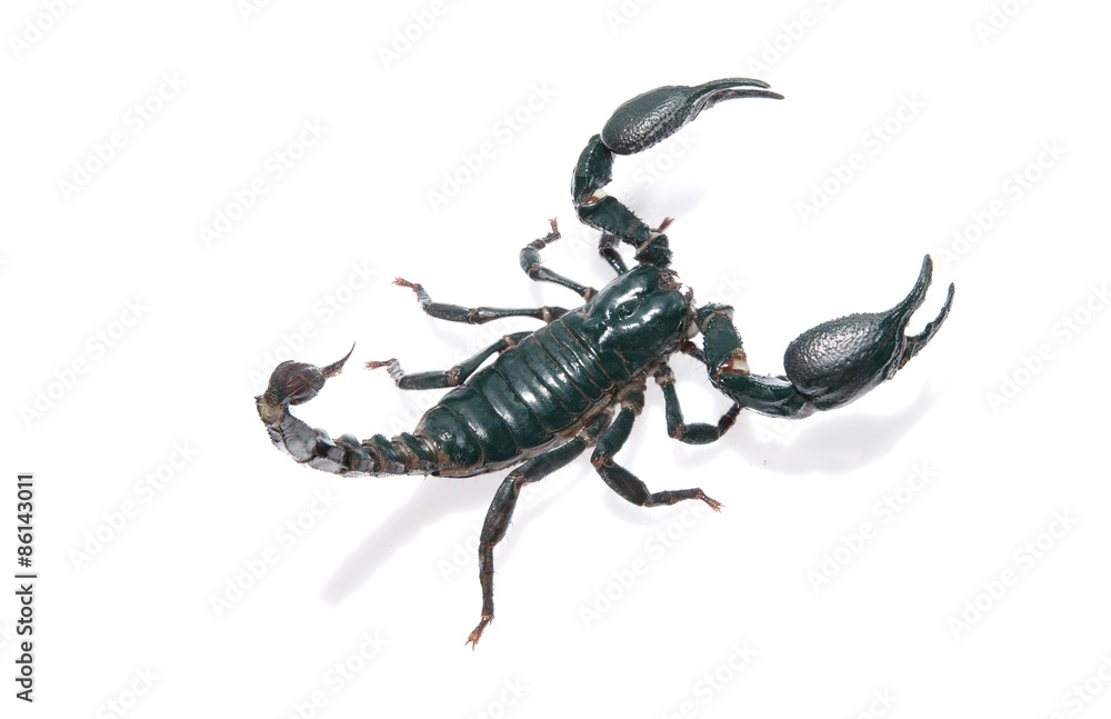 Giant forest scorpion species found in tropical and subtropical areas in Asia. Isolation with pen tool path in file Giant forest scorpion species found in tropical and subtropical areas in Asia. Isolation with pen tool path in file