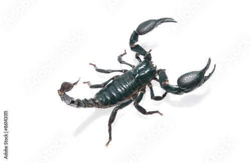 Giant forest scorpion species found in tropical and subtropical areas in Asia. Isolation with pen tool path in file
