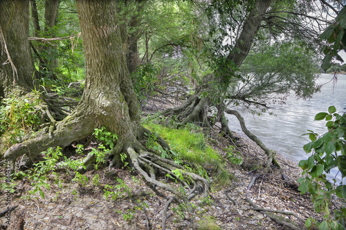 Alluvial forest on the waterfront of Danube in Austria