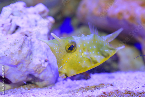 Longhorn cowfish (Lactoria cornuta) in Japan photo