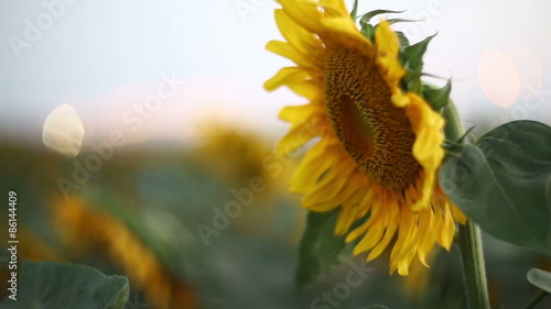 sunflowers swaying in the wind