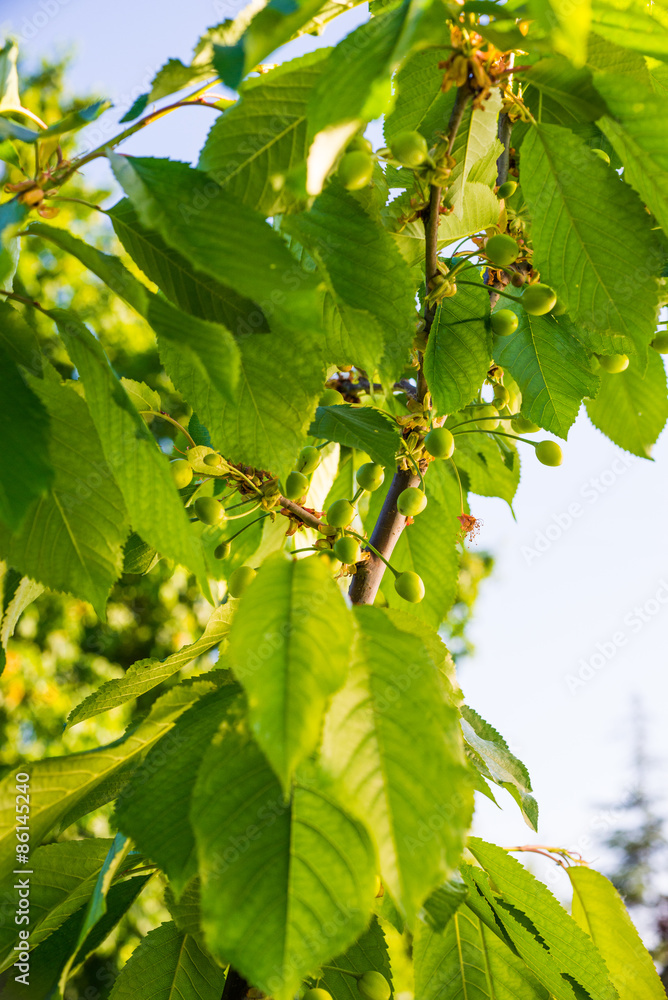 Albero di Ciliegio, ciliegie acere verdi, foglie chioma Stock Photo | Adobe  Stock