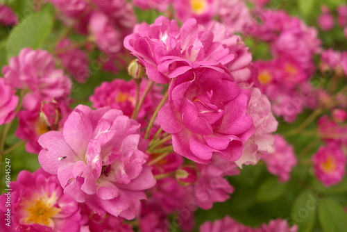 Rambler pink rose Wartburg